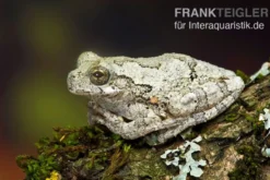 Marmorierter Laubfrosch, Hyla marmorata