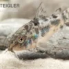 Marmorierter Panzerwels, Corydoras paleatus, DNZ