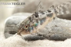 Marmorierter Panzerwels, Corydoras paleatus, DNZ