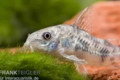Marmorierter Panzerwels, Corydoras paleatus, DNZ