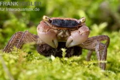 Marmorkrabbe, Metasesarma obesum (Batik Crab), Zufällig ausgewählt
