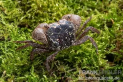 Marmorkrabbe, Metasesarma obesum (Batik Crab), Zufällig ausgewählt