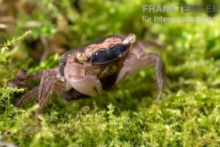Marmorkrabbe, Metasesarma obesum (Batik Crab), Zufällig ausgewählt