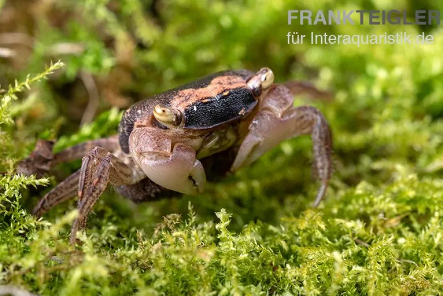 Marmorkrabbe, Metasesarma obesum (Batik Crab), Zufällig ausgewählt