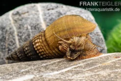 Marmor-Turmdeckelschnecke, Tarebia sp. marble