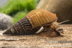 Marmor-Turmdeckelschnecke, Tarebia sp. marble