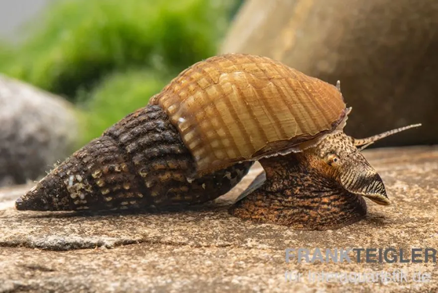 Marmor-Turmdeckelschnecke, Tarebia sp. marble