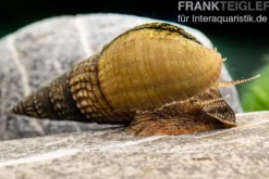 Marmor-Turmdeckelschnecke, Tarebia sp. marble