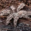 Marmorvogelspinne, Heteroscodra maculata