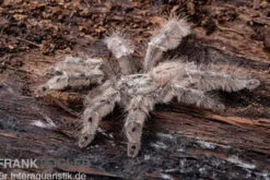 Marmorvogelspinne, Heteroscodra maculata