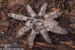 Marmorvogelspinne, Heteroscodra maculata