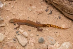 Marokkanischer Echsenfingergecko, Saurodactylus brosseti
