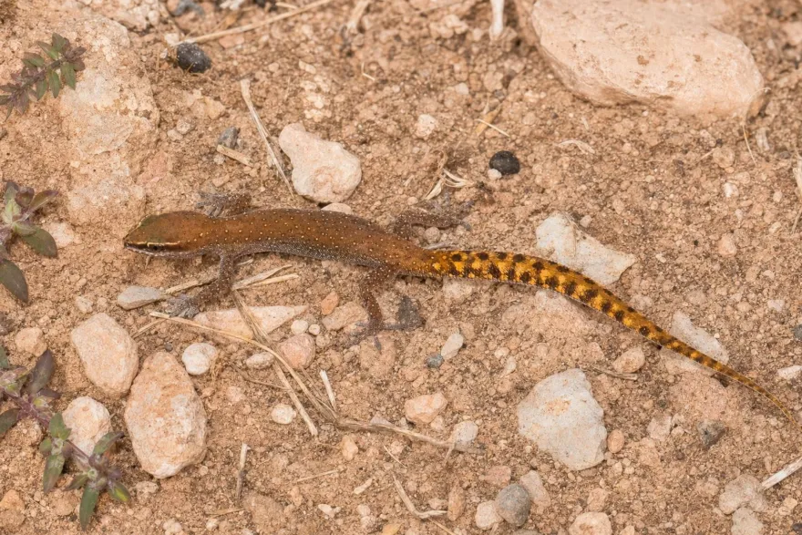 Marokkanischer Echsenfingergecko, Saurodactylus brosseti