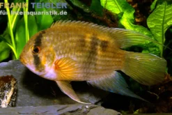 Maronibuntbarsch, Aequidens maronii (Cleithracara maronii)