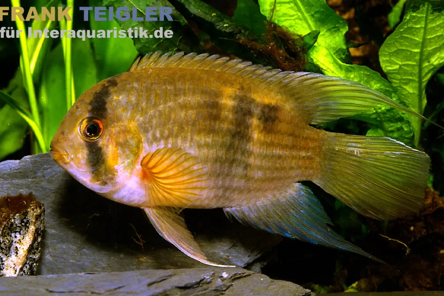 Maronibuntbarsch, Aequidens maronii (Cleithracara maronii)