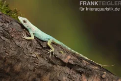 Martinique-Anolis, Anolis roquet roquet, Ohne Geschlechtsauswahl