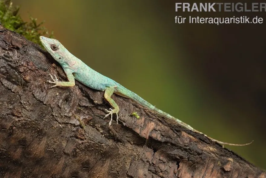 Martinique-Anolis, Anolis roquet roquet, Ohne Geschlechtsauswahl