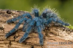 Martinique-Baumvogelspinne, Avicularia versicolor