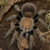 Mascara-Riesenvogelspinne, Pamphobeteus spec. mascara