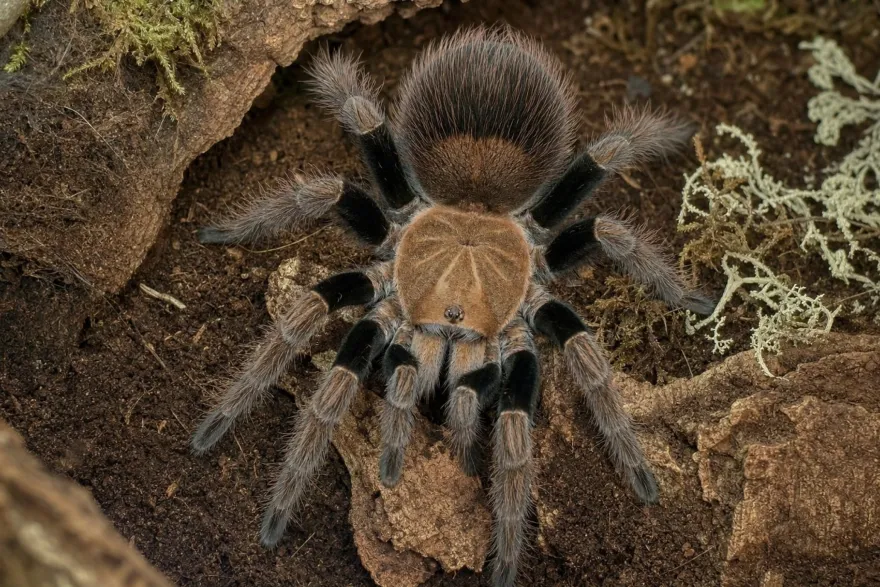 Mascara-Riesenvogelspinne, Pamphobeteus spec. mascara