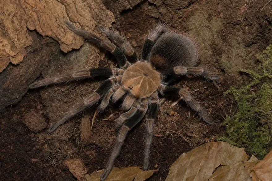 Mascara-Riesenvogelspinne, Pamphobeteus spec. mascara