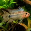 Masken-Zwergbuntbarsch, Apistogramma personata