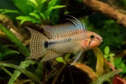 Masken-Zwergbuntbarsch, Apistogramma personata