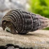 Matano-Mini-Tylomelania, Tylomelania spec. Matano mini