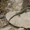 Mauereidechse „Grün“, Podarcis muralis maculiventris