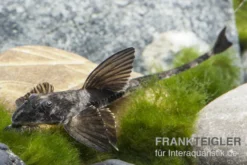 Maulbrütender Harnischwels, Loricaria simillima, 7-8 cm
