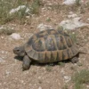 Maurische Landschildkröte, Testudo graeca