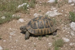 Maurische Landschildkröte, Testudo graeca