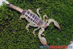 Maurischer Skorpion, Scorpio maurus