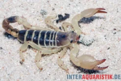 Maurischer Skorpion, Scorpio maurus