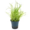 Mauritius-Graspflanze, Lilaeopsis mauritiana, im Topf