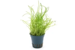 Mauritius-Graspflanze, Lilaeopsis mauritiana, im Topf