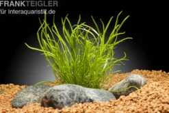 Mauritius-Graspflanze, Lilaeopsis mauritiana, im Topf