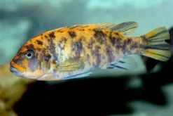 Maylandia estherae OB, Pseudotropheus estherae ORANGE BLOTCHED, DNZ