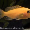 Maylandia estherae rot-rot