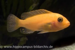 Maylandia estherae rot-rot