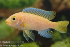 Maylandia estherae rot-rot