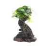 Mbuna L mit Anubias barteri var. nana, ca. 12x19x45 cm