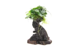 Mbuna L mit Anubias barteri var. nana, ca. 12x19x45 cm