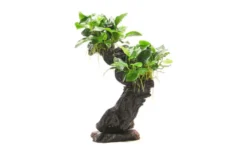 Mbuna L mit Anubias barteri var. nana, ca. 12x19x45 cm