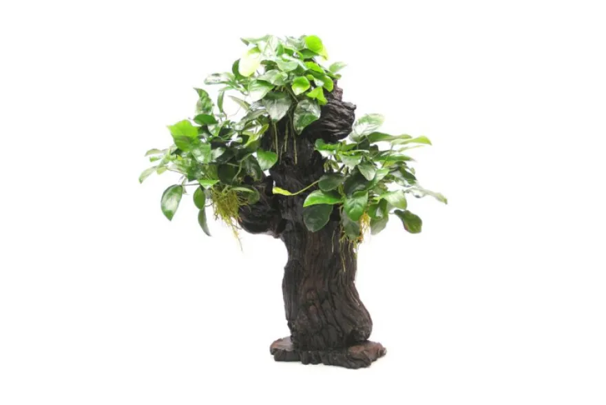 Mbuna M mit Anubias barteri var. nana, ca. 10x15x30 cm
