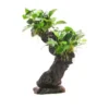 Mbuna S mit Anubias barteri var. nana, ca. 10x12x25 cm