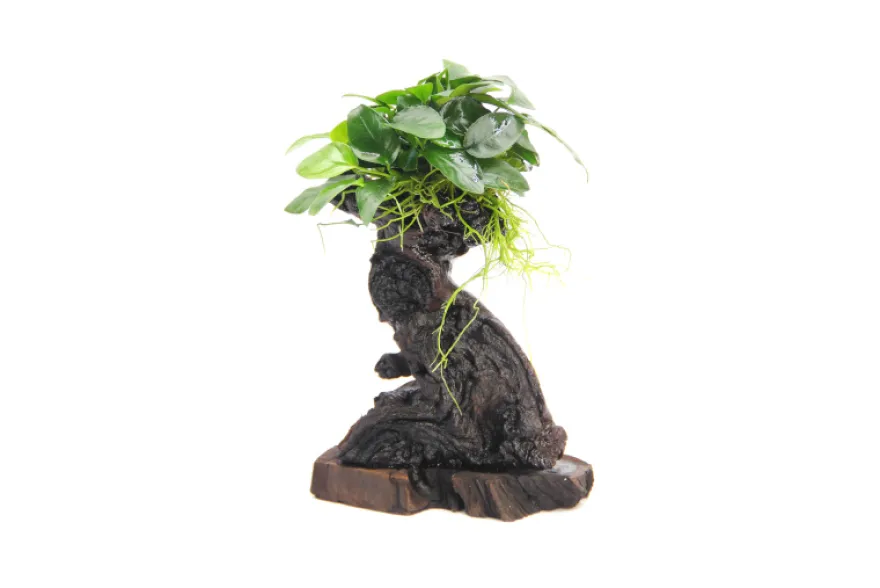 Mbuna S mit Anubias barteri var. nana, ca. 10x12x25 cm