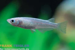Medaka Blue Miyuki, Oryzias latipes Blue Miyuki
