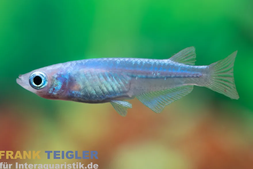 Medaka Blue Miyuki, Oryzias latipes Blue Miyuki