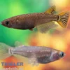 Medaka grau gescheckt, Oryzias latipes Grey Sparkled